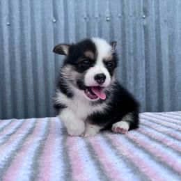 Oakley - Black and tan female Pembroke Welsh Corgi puppy in Stephenville, Texas from Rising JM Pembrokes