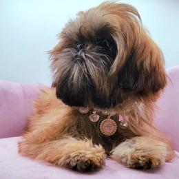 Paris - Shih Tzu