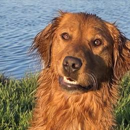 Pink - Golden Retriever