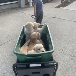 Golden Retriever Puppies from Robinson Goldens