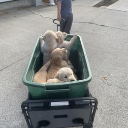 Golden Retriever Puppies from Robinson Goldens