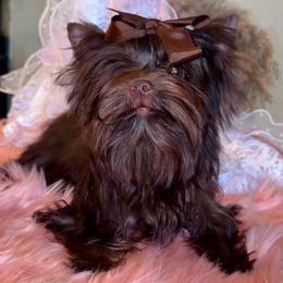 MuRloh - Yorkshire Terrier