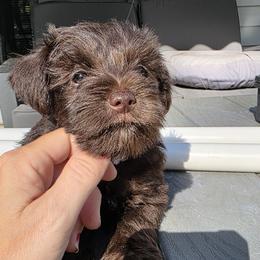Bluey - Liver male Miniature Schnauzer puppy in Fredericksburg, Virginia from Jentz Family Schnauzers