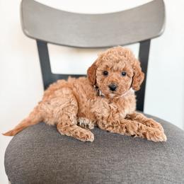 Honey - Apricot female Goldendoodle puppy in Billings, Montana from Montana Raised Doodles