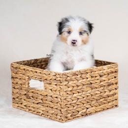Fauna - Blue merle female Australian Shepherd puppy in Woodford, Virginia from Skyborne Australian Shepherds