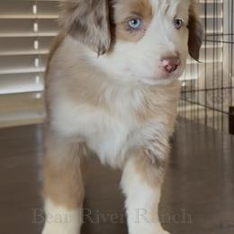 Girl 1 - Red merle female Miniature Australian Shepherd puppy in Pueblo, Colorado from Bear River Ranch LLC
