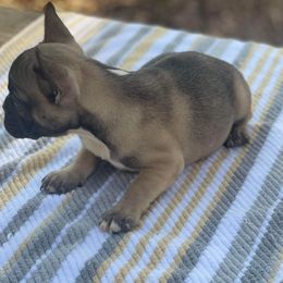 French Bulldog Puppies from Luxe’s Spell Kennel