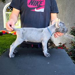 Blue Collar Male - Gray male Cane Corso puppy in San Jacinto, California from Premium Cane Corso