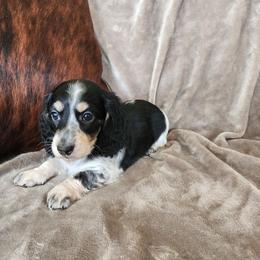 Darren - Piebald male Dachshund puppy in Lindsay, California from Lewis Creek Dachshunds
