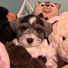 Green Collar - Parti male Miniature Schnauzer puppy in Tacoma, Washington from AKC Nordwest Schnauzers