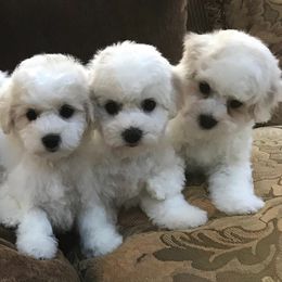 Bichon Frises from Doriann Bichons