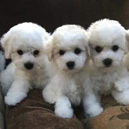 Bichon Frises from Doriann Bichons