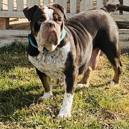 Bonnie boo - Bulldog