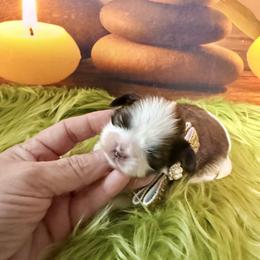 Girl 1 - Gold and white female Shih Tzu puppy in Port Orchard, Washington from Buttons N Bows