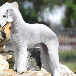 Valentina - Bedlington Terrier