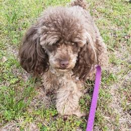 Coco - Poodle