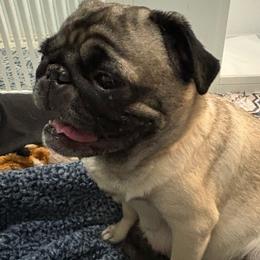 Boy 3 - Fawn male Pug puppy in Frisco, Texas from RD Pugs