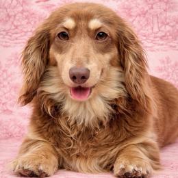 Molly - Dachshund