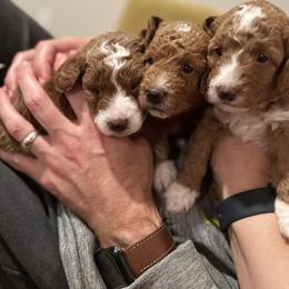 Labradoodle Puppies from California Double Doodles