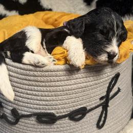 Minnow - Black and white female Bernedoodle puppy in Coopersburg, Pennsylvania from Deutsch Hund Haus
