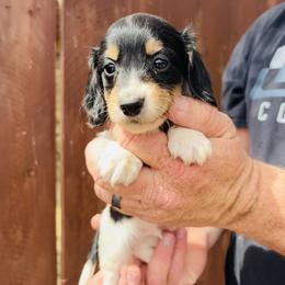 Rodney - Black and cream male Dachshund puppy in Altus, Oklahoma from Johnson Prairie Pups
