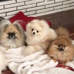 Pomeranians from Procaccini Pomeranians