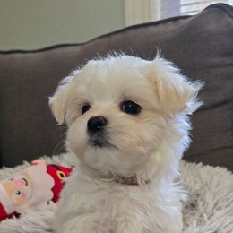 Simon - Health Tested Parents - White male Maltese puppy in Greenville, North Carolina from Amanda's Sugar Sweet Puppies