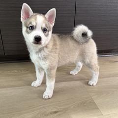 Alaskan Klee Kai puppies from Angels Klee Kai