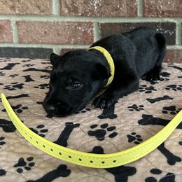 Luxe - Black brindle female Dutch Shepherd puppy in Fayetteville, North Carolina from Iron Sight K9s