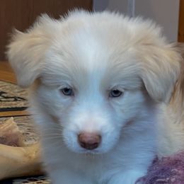 Highlighter - Gold male Border Collie puppy in Mt. Jackson, Virginia from Timeless Border Collies