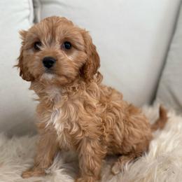 Sugar - Apricot female Cavapoo puppy in Bozrah, Connecticut from Cedar Creek Farm