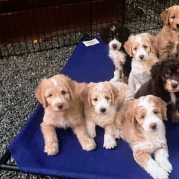 Aussiedoodle Puppies from Sand Creek Ranch Aussiedoodles