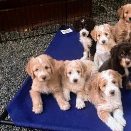 Aussiedoodle Puppies from Sand Creek Ranch Aussiedoodles