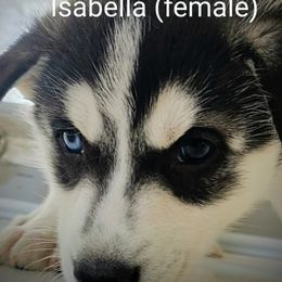 Siberian Husky Puppies from East Inn Huskies