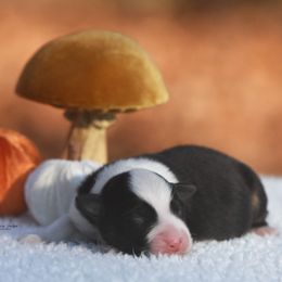 Australian Shepherd Puppies from Paramount Aussies