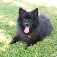 Keeshond Puppies from Keeshond Country Paradise