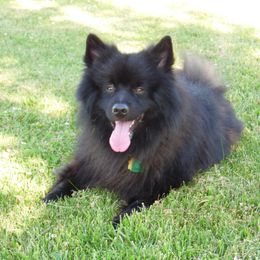 Keeshond Puppies from Keeshond Country Paradise