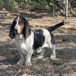 Henry - Basset Hound
