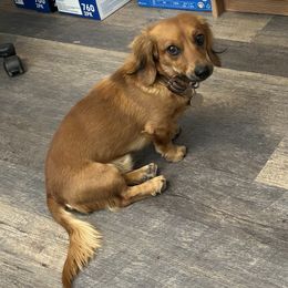 Sir Winston - Dachshund