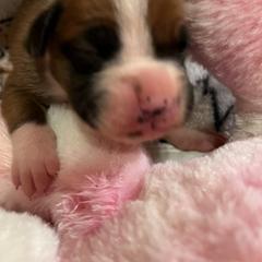 Boxer Puppies from Teressa's Boxers