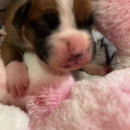 Boxer Puppies from Teressa's Boxers