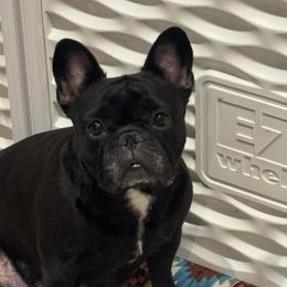 Belle - French Bulldog