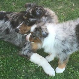 Australian Shepherds, Miniature Australian Shepherds, and Toy Australian Shepherds from Bluebonnetridge Aussies