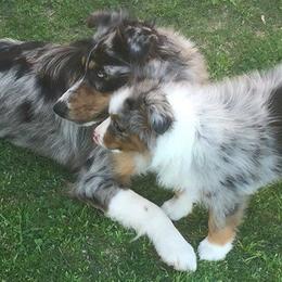 Australian Shepherds, Miniature Australian Shepherds, and Toy Australian Shepherds from Bluebonnetridge Aussies