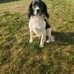 Mr. Wilson - English Springer Spaniel
