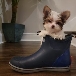 Yorkshire Terrier Puppies from Chocolate and Parti Yorkies in Florida