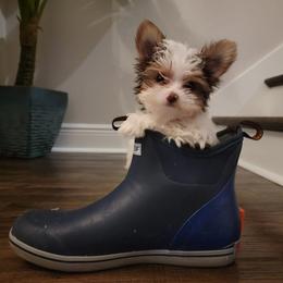 Yorkshire Terrier Puppies from Chocolate and Parti Yorkies in Florida