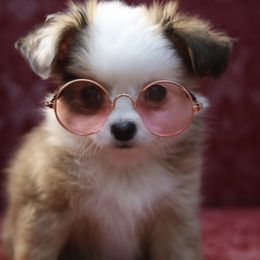 Chihuahua Puppies from So Sweet Chihuahuas