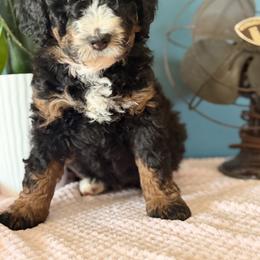 Baxter - Tri-color male Bernedoodle puppy in Denver, Pennsylvania from Redcay's Mini Bernedoodles