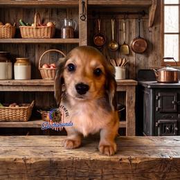 AFDs Benelli - Red male Dachshund puppy in Waverly, Ohio from Always Faithful Dachshunds